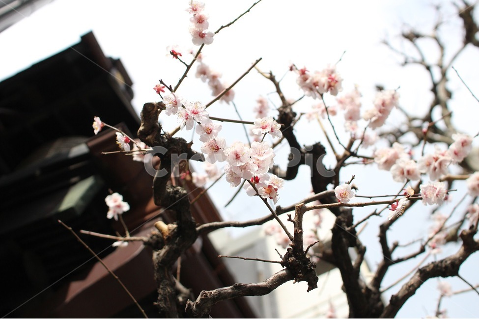 매화,꽃,plumblossom,봄,계절,flowers,season,spring,자연,풍경,식물,자연,plants,nature,꽃,flower,나무,trees,wood