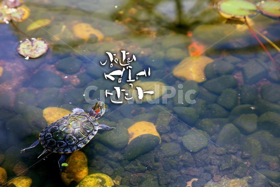 거북이,물,돌,캘리그라피,낭만,동물,animal,파충류,양서류,reptile,amphibian,캘리그라피,손글씨,calligraphy