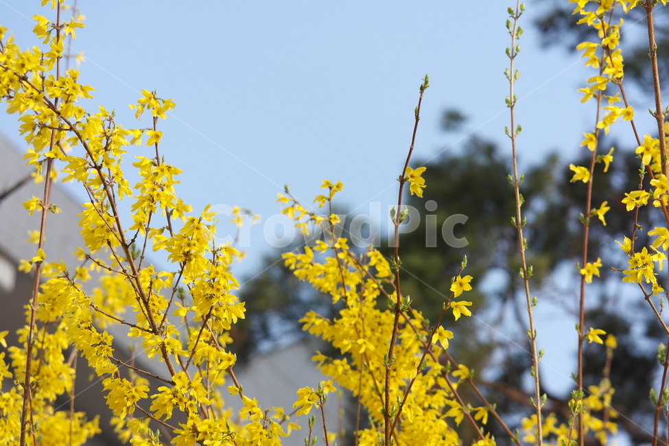 봄,봄꽃,개나리,Forsythiakoreana,Forsythia,season,계절,식물,용담목,물푸레나무과의낙엽관목,연교,신리화속씨식물원산지한국,분포지역한국중국,4월,5월,April,may,dicotyledon,gentianales,쌍떡잎식물,신리화,plants,식물도감,봄,계절,spring,season,식물,자연,plants,nature,꽃,flower,plant