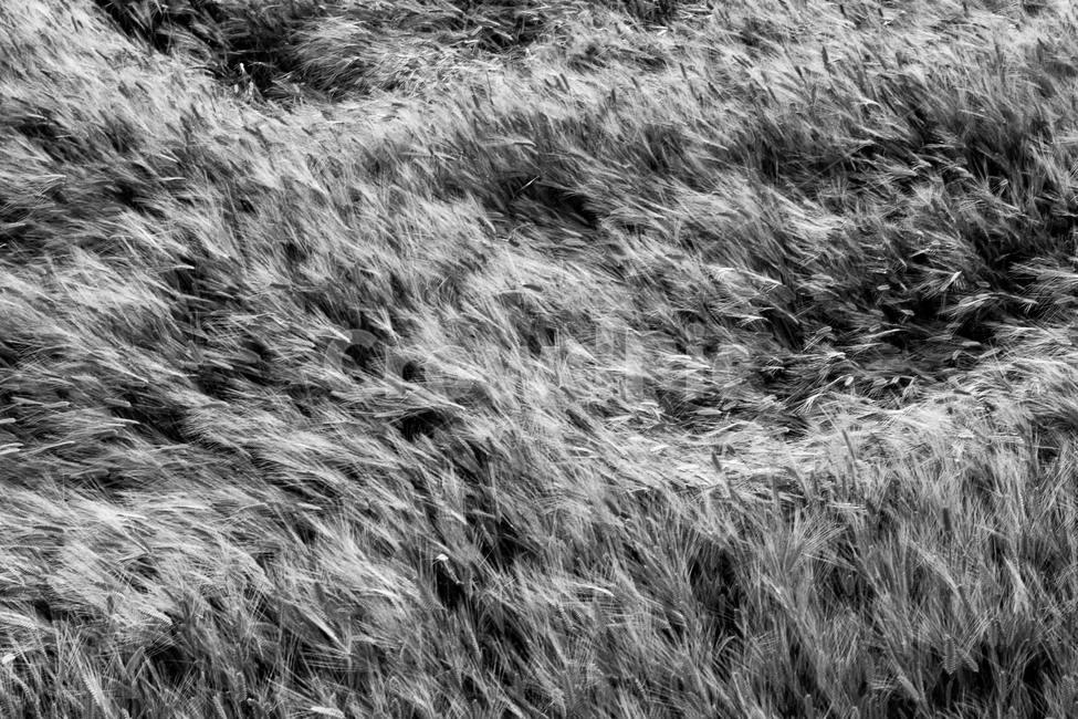 흑백사진,흑백,유화느낌,제주도,바람,풀,가을,자연,풍경,nature,landscape,흑백,모노톤,monochrome,black and white,grass,잔디,plant,식물,lawn