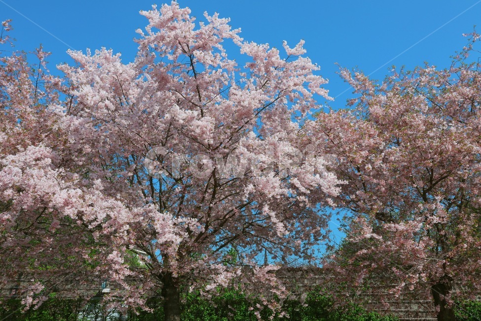plant,식물,flower,꽃,blossom