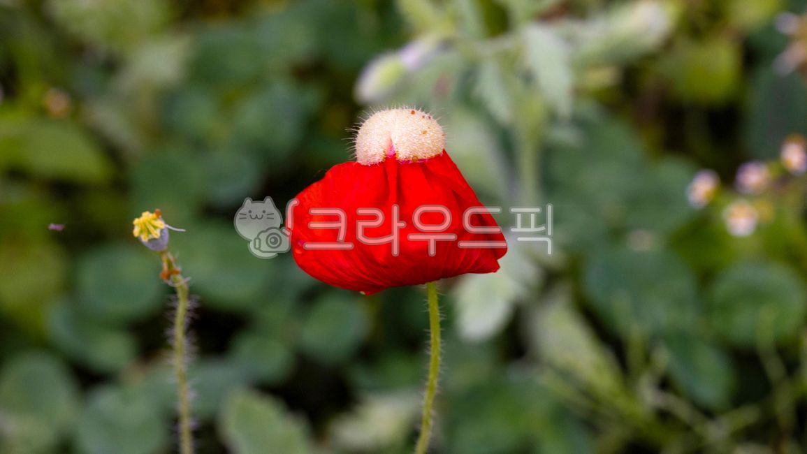 poppy flower,poppyflower,shape,pattern