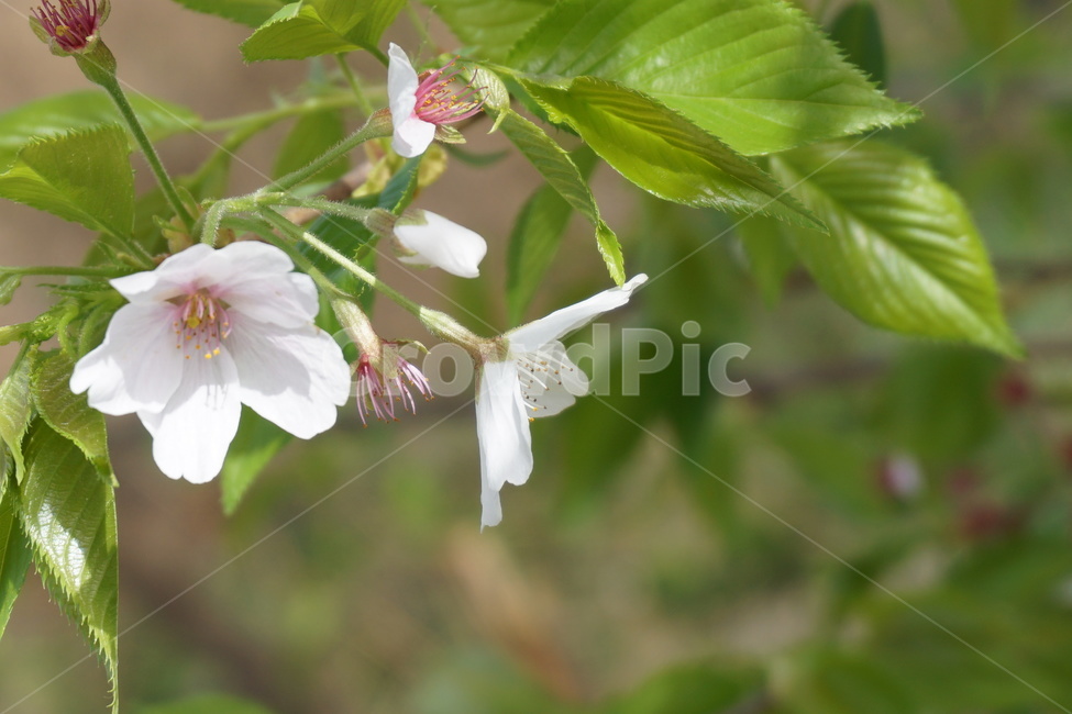 봄,4월,녹색,벚꽃,꽃잎,나뭇잎,벚꽃잎,연분홍,흰색,봄,계절,spring,season,식물,자연,plants,nature,꽃,flower,plant,blossom
