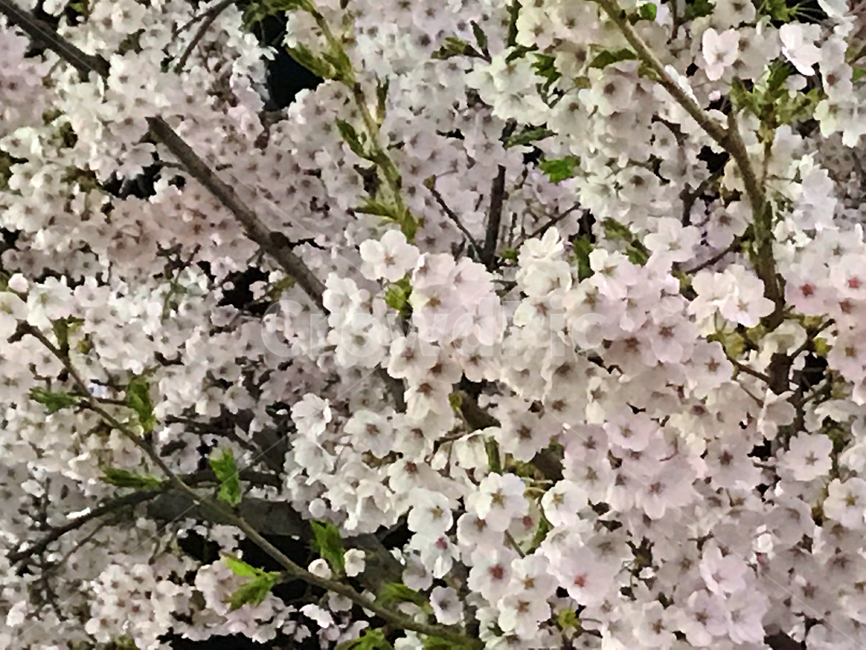 봄,벚꽃,밤,밤벚꽃,벚꽃축제,꽃놀이,나들이,꽃,봄,계절,spring,season,식물,자연,plants,nature,꽃,flower,plant,blossom