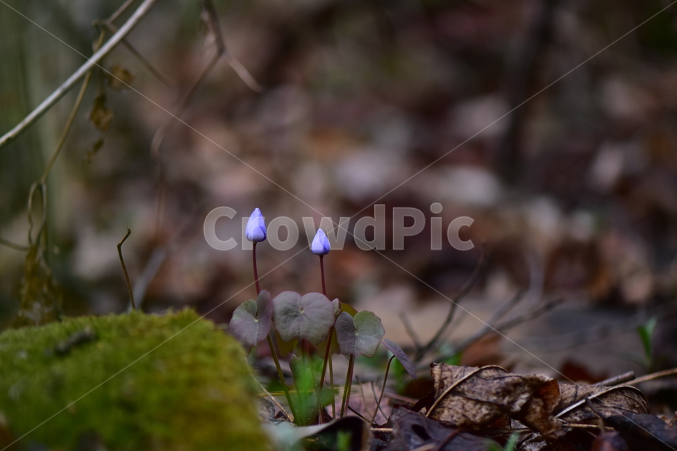 깽깽이풀,야생화,봄,꽃,풀꽃,자연,식물,식생,plants,nature,spring,season,flower