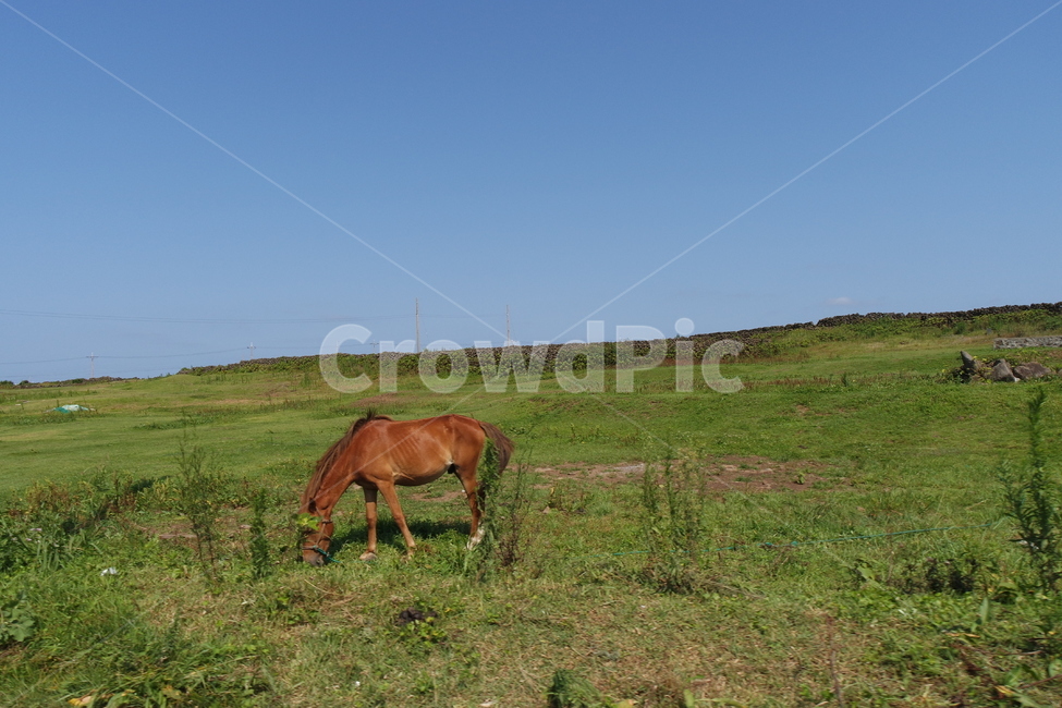 제주도,푸픈하늘,초록색,하늘색,구름,맑음,말,동물,animal,포유류,mammal