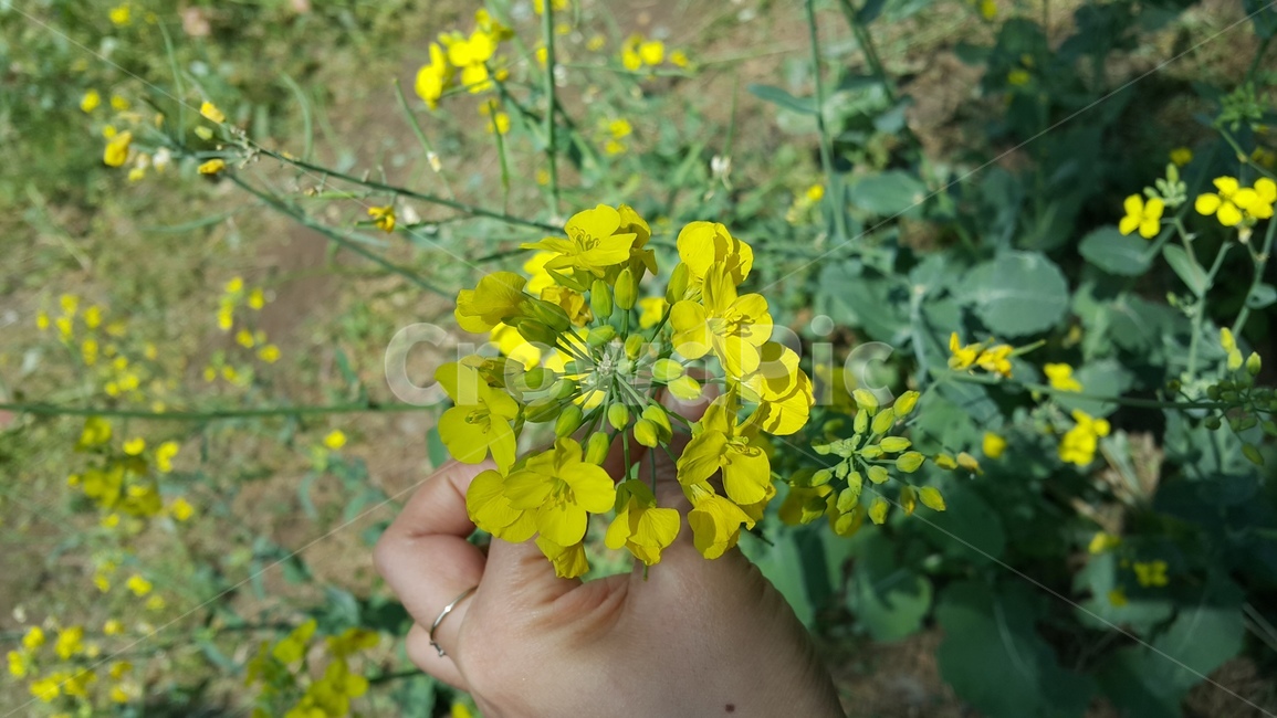 유채꽃,제주도,꽃,제주도유채꽃,노란꽃,봄꽃,봄,계절,spring,season,식물,자연,plants,nature,꽃,flower,plant