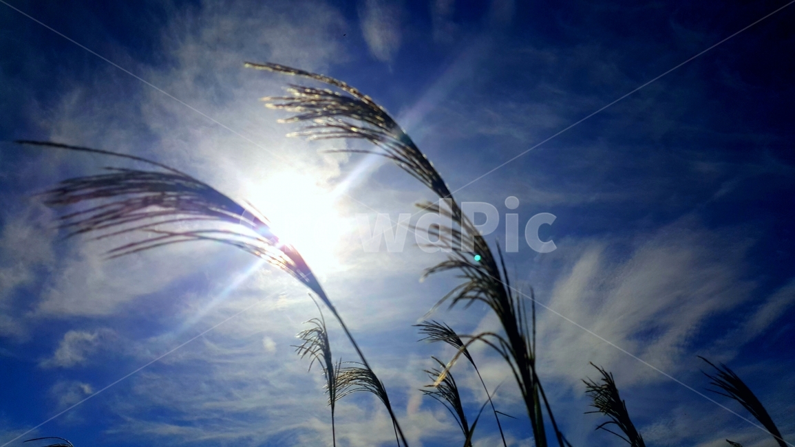 갈대,억새,하늘,태양,빛갈라짐,빛,가을,계절,fall,autumn,season,식물,자연,plants,nature,flare,플레어,light,grass,잔디,plant
