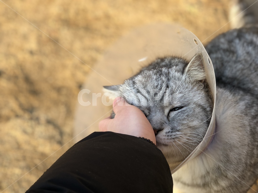 고양이,아픈고양이,귀여운,동물,cat,sickcat,cute,animal,동물,animal,포유류,mammal,고양이,cat,kitten,kitty