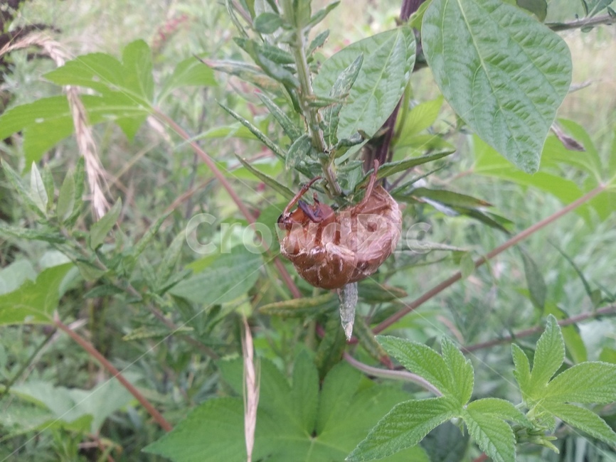 매미허물,자연,풀,매미,허물,곤충,벌레,insect,bug