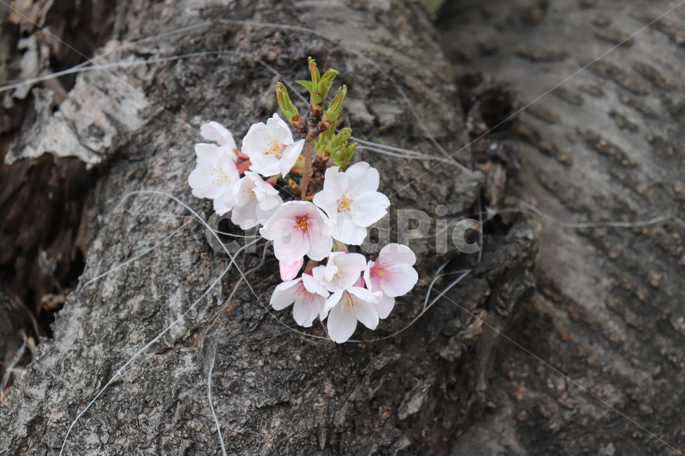 plant,식물,blossom,flower,꽃,벚꽃,cherryblossom