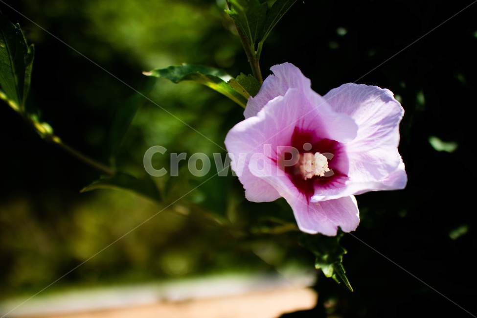꽃,무궁화,우리나라꽃,식물,flower,무궁화꽃,국화,나무,삼일절,애국심,야생화,대한민국의상징,속씨식물,아욱과,나라꽃,씨앗,열매,꽃잎,붉은색,무궁화정신,쌍떡잎식물,근화,흰색,연분홍색,분홍색,단체수술,공원,조경,무궁화과,식물,자연,plants,nature,꽃,flower