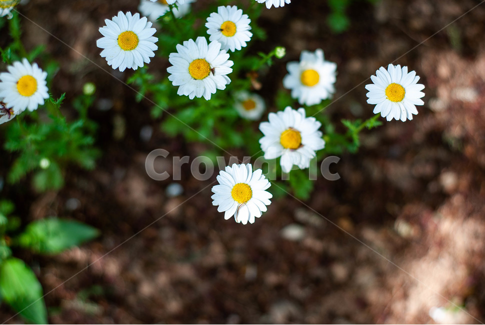 컬러,꽃,flower,여름,감성
