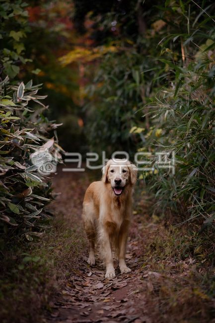 골든리트리버,animal,goldenretriever,mammal,개,dog,애완동물,동물,animal,포유류,mammal,개,강아지,dog,doggy