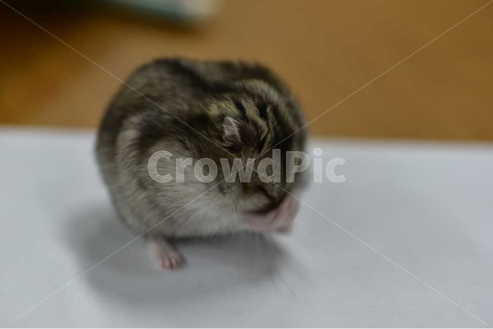 햄스터,동물,애완동물,포유류,펫,귀여움,귀여운,hamsters,mammals,pets,pet,cute,동물,animal,포유류,mammal