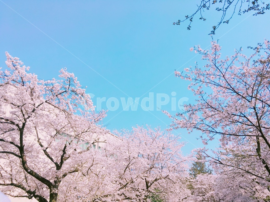 cherryblossom,벚꽃,blossom,꽃,flower,식물,plant,봄,계절,spring,season