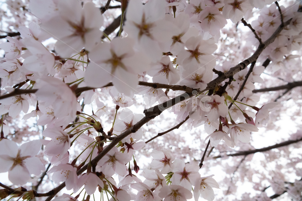 봄꽃,벚꽃,분홍색,분홍,나무,분홍꽃,벚,벚나무,꽃,식물,자연,plants,nature,꽃,flower
