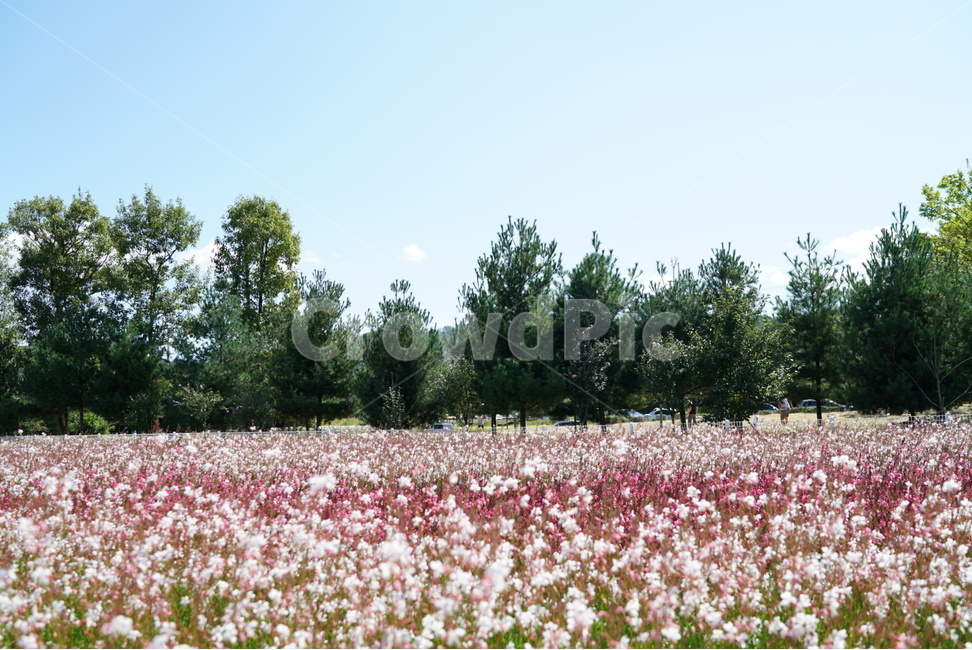 나무,꽃밭,꽃,하늘,봄,봄,계절,spring,season,자연,풍경,nature,landscape