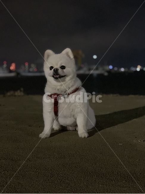 강아지,반려견,dog,애완견,흰색털,포메라니안,산책