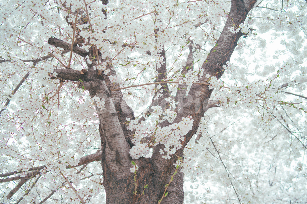 벚꽃,봄,나무,풍경,식물,cherryblossom,landscape,spring,tree,봄,계절,spring,season,자연,풍경,nature,landscape,plant