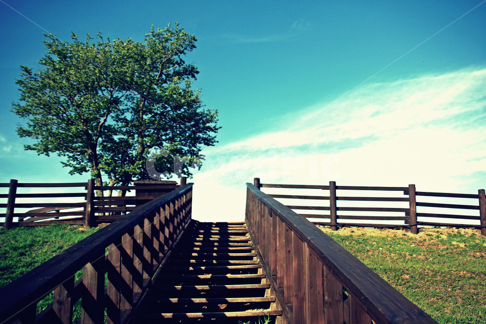 대관령,나무,데크,난간,하늘,자연,풍경,nature,landscape