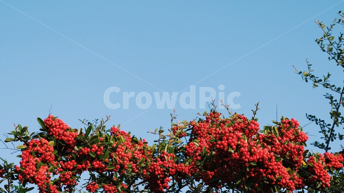 나무,열매,자연,풍경,식물,식물,자연,plants,nature,과일,열매,fruit