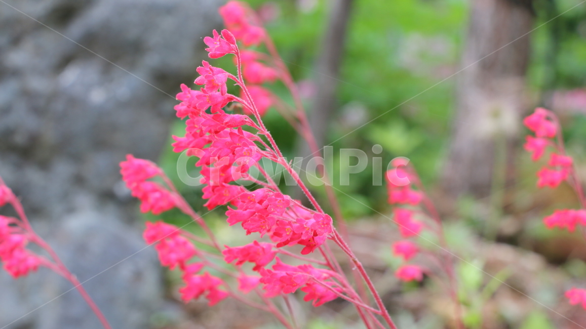 꽃,flower,야생화,자연,산,plant,제라늄,geranium,식물,blossom,봄,봄꽃,핑크,붉은꽃,식물,자연,plants,nature,꽃,flower
