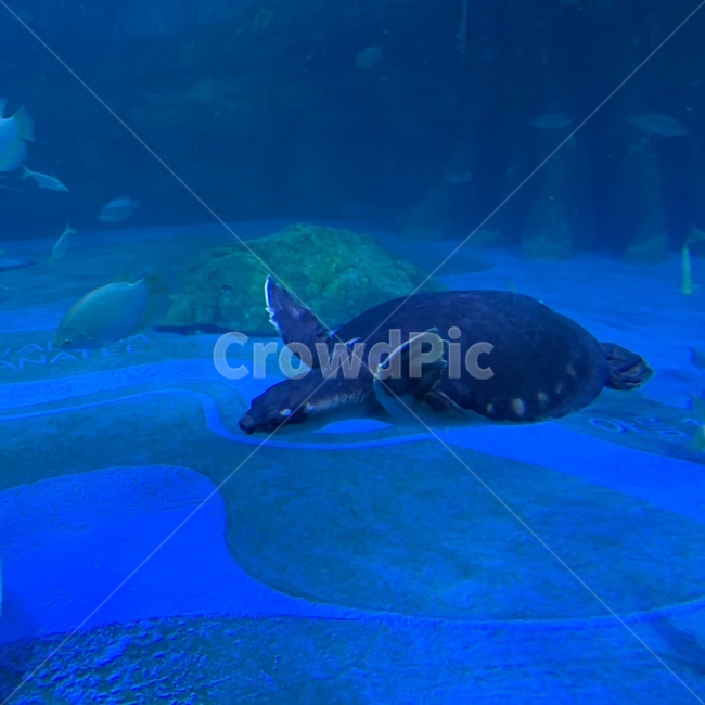 거북이,아쿠아리움,바다,바다생물,헤엄,동물,animal,파충류,양서류,reptile,amphibian
