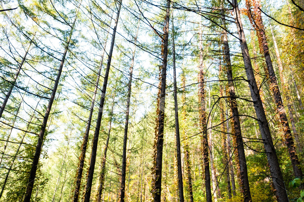 산,민둥산,나무,푸르다,뻗어있다,식물,자연,plants,nature,나무,trees,wood,휴식,힐링,rest,relaxation,healing
