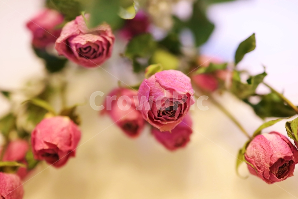 장미,rose,flower,blossom,꽃,드라이플라워,dryflower,pinkrose,식물,자연,plants,nature,꽃,flower