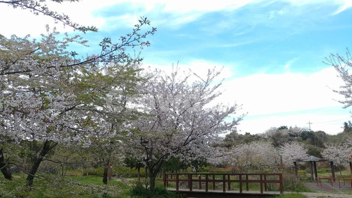 공원,산책로,제주벚꽃,벚꽃,나들이,자연,풍경,nature,landscape,plant,식물