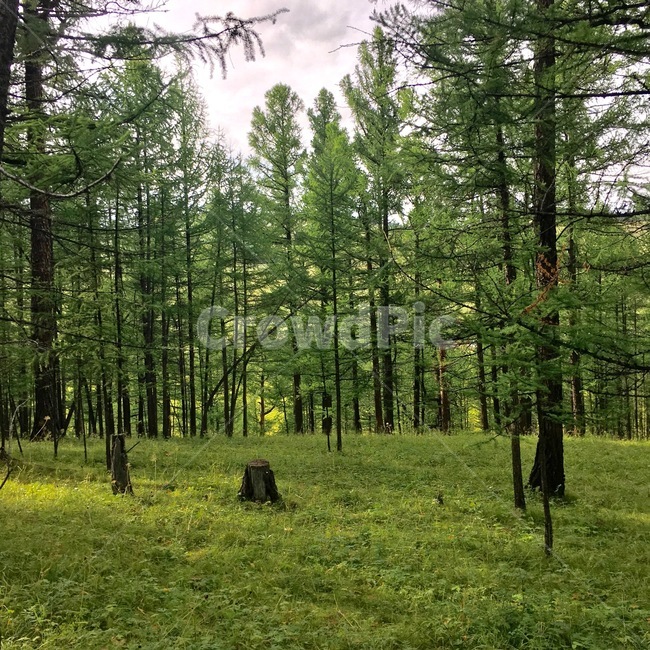 숲,우림,나무,tree,초목,forest,woodland,작은숲,나무,trees,wood