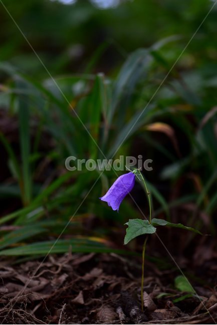 금강초롱꽃,야생화,식물,자연,꽃,생태,힐링,플라워,wildflower,flower,plants,nature,season,감성,느낌,emotion,feeling,여름,여러해살이풀,초롱꽃과,금강초록꽃속,자주색,식물,자연,plants,nature,꽃,flower