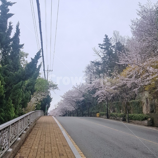 plant,식물,outdoor,옥외,tree,나무,cherryblossom,벚꽃