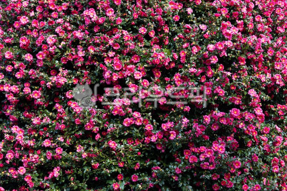 동백,꽃,동백꽃,식물,꽃잎,잎,flower,leaf,camellia,나무,동백나무,배경,꽃배경,동백꽃배경,스냅,꽃스냅,풍경,핑크,trees,background