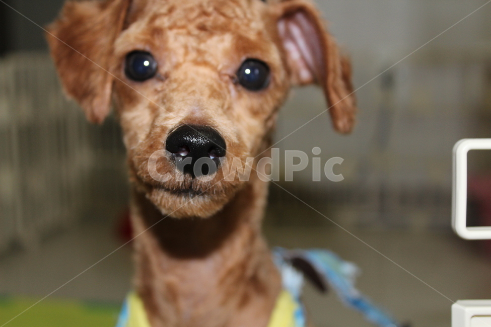 토이푸들,강아지,개,가족,친구,동물,animal,포유류,mammal,개,강아지,dog,doggy