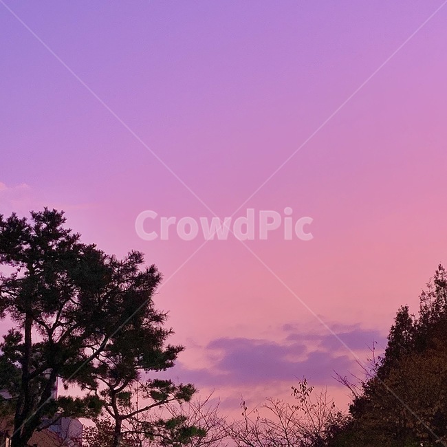 나무,tree,가로등,눈,snow,자연,nature