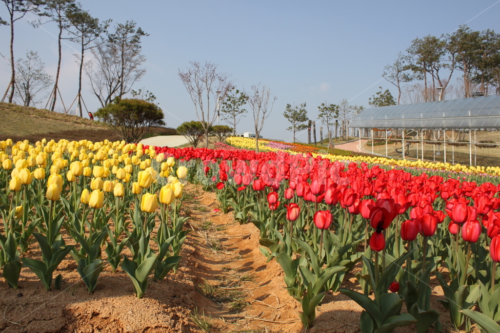 꽃,식물,튤립,길,노랑,빨강,빨강튤립,노랑튤립,flower,plant