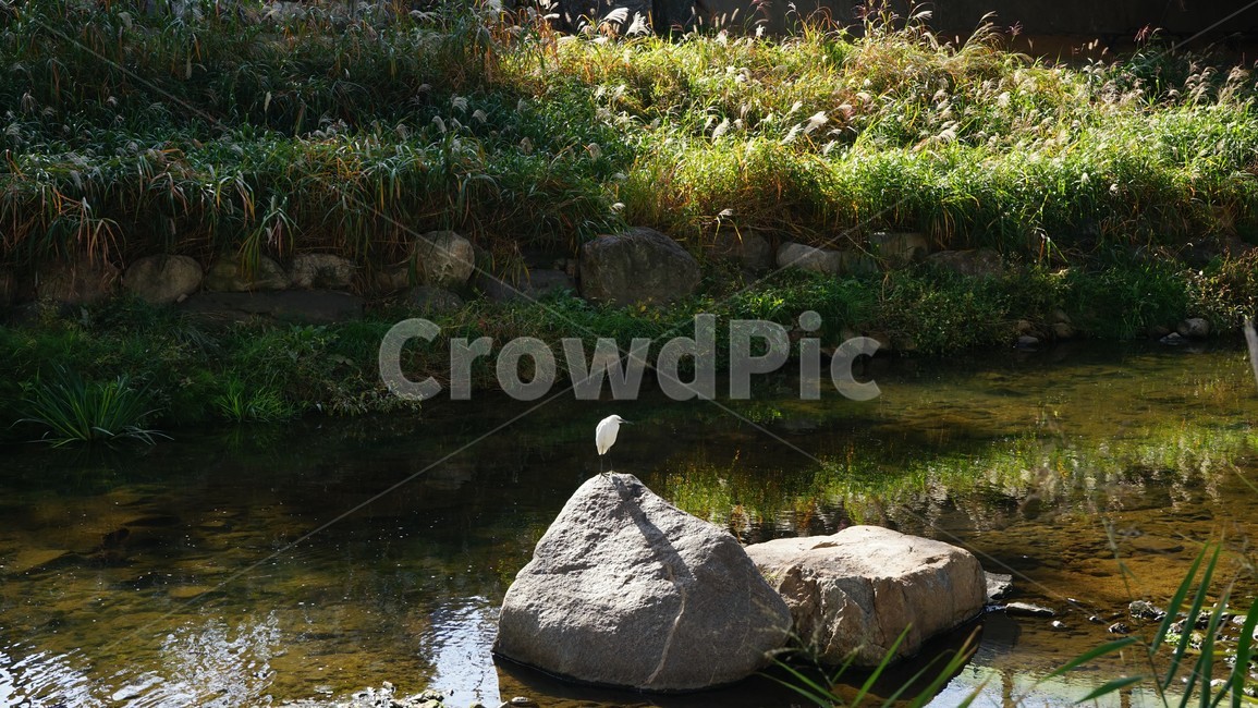 쇠백로,자연,홍제천,초가을,햇빛,nature,stream,earlyfall,autumn,sunlight,자연,풍경,nature,landscape,동물,animal,조류,새,birds,water,물,outdoors,옥외,land,땅