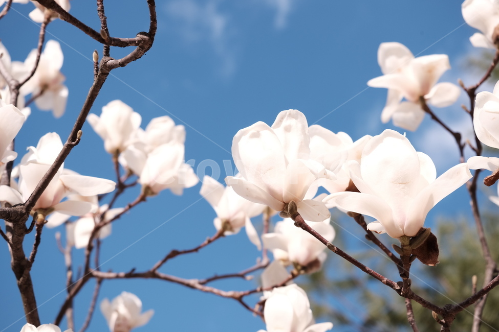 magnolia,목련,백목련,봄꽃,spring,flower,flowers,봄,하늘,봄,계절,spring,season,식물,자연,plants,nature,꽃,flower,plant