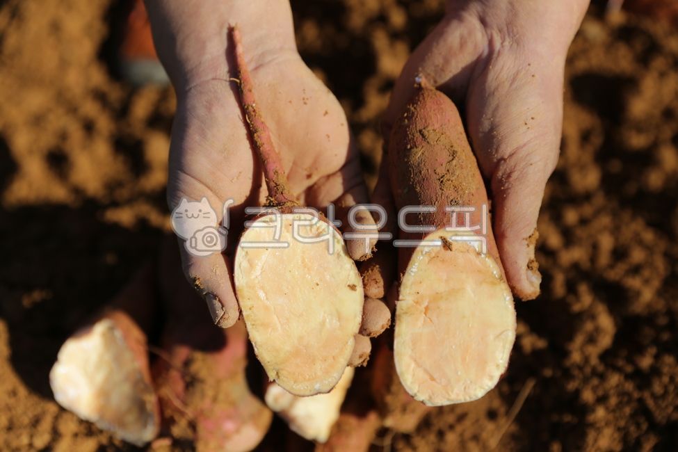 고구마,고구마밭,potato,sweetpotato,흙,soil