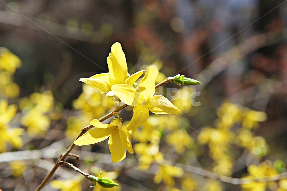 개나리,개나리꽃,꽃,노랑,봄꽃,봄,식물,자연,공원,식물,자연,plants,nature,꽃,flower