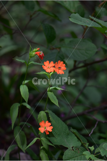 동자꽃,야생화,식물,자연,꽃,생태,힐링,플라워,wildflower,flower,plants,nature,season,감성,느낌,emotion,feeling,여름,오렌지색,여러해살이풀,석죽과,동자꽃속,식물,자연,plants,nature,꽃,flower