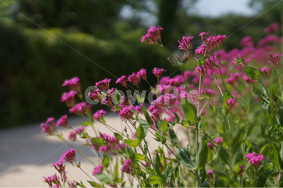 꽃,외암민속마을,풍경,핑크,맑음,돌담,식물,자연,plants,nature,꽃,flower