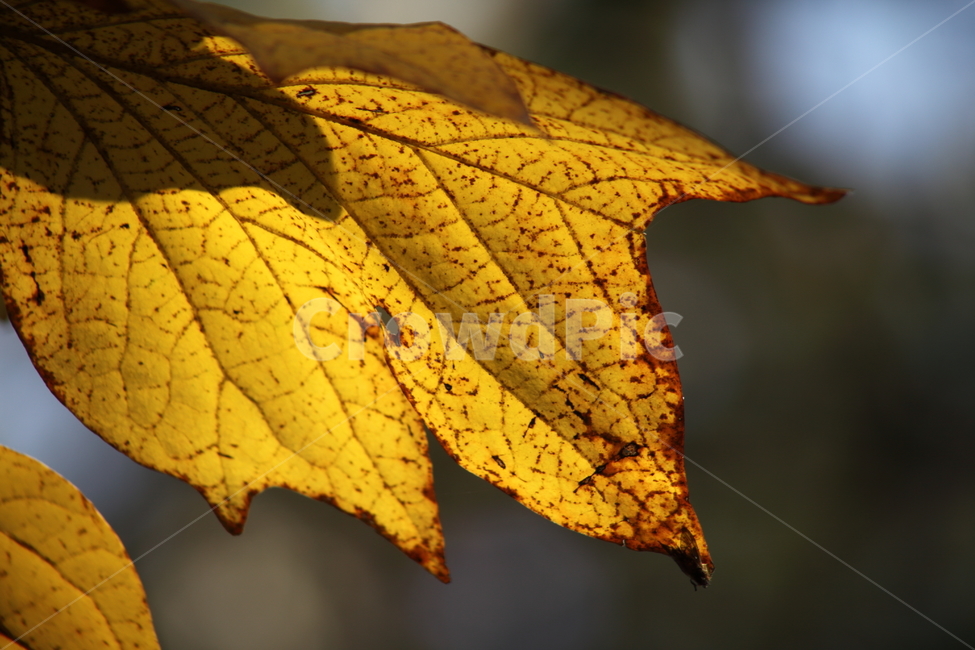 leaf,잎,plant,식물,단풍,가을,계절,fall,autumn,season,식물,자연,plants,nature