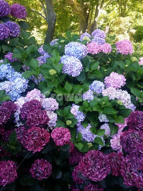 공원,야외,꽃,수국,purple,flowers,hydrangea,park,outdoor,예쁘다,화려하다,보라색,garden,식물,자연,plants,nature,꽃,flower
