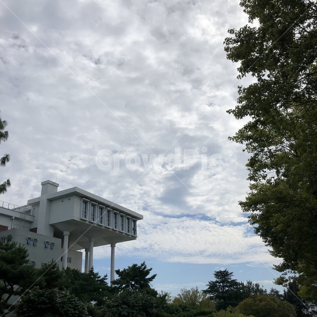 구름,나무,학교,전남대,맑음,가을,tree,cloud