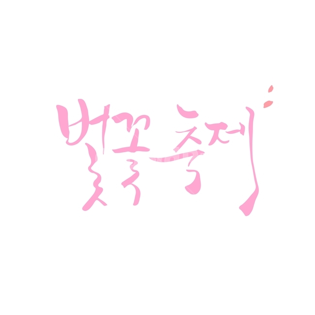 벚꽃,축제,꽃,봄,캘리,봄캘리,캘리그라피,손글씨,붓글씨,봄,계절,spring,season,누끼,remove background,캘리그라피,손글씨,calligraphy