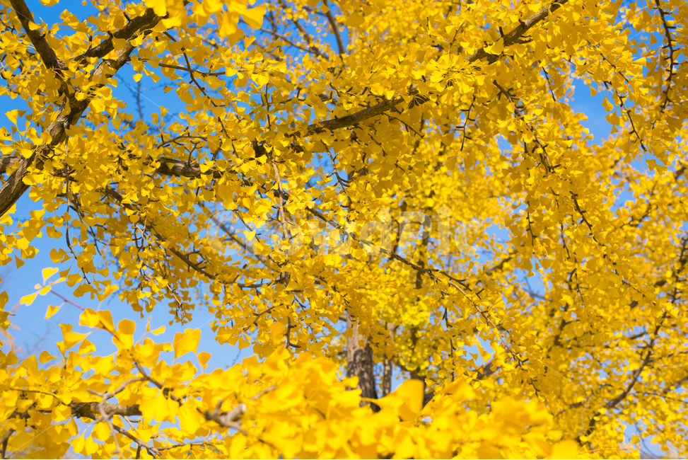 낙엽,은행나무,노랑,풍경,자연,가을,계절,fall,autumn,season,식물,자연,plants,nature,색깔,색상,색채,색감,color sense,color sensitivity,feeling of color,plant