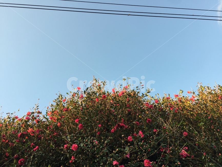 동백꽃,동백,하늘,꽃,빨간꽃,붉은꽃,겨울꽃,제주꽃,식물,자연,plants,nature,꽃,flower